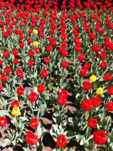 Tulips