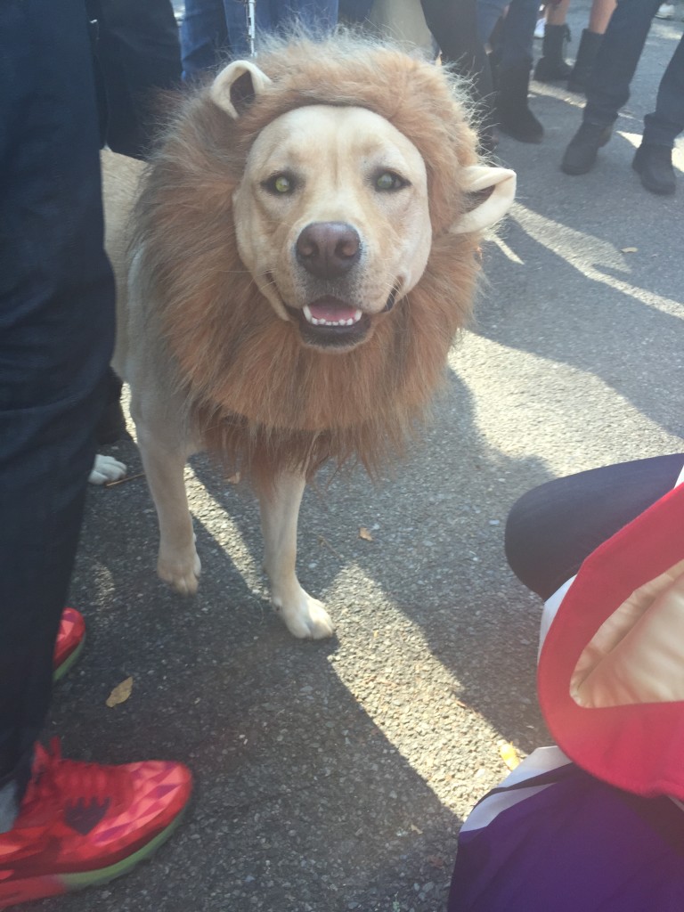 Lion Dog on Halloween