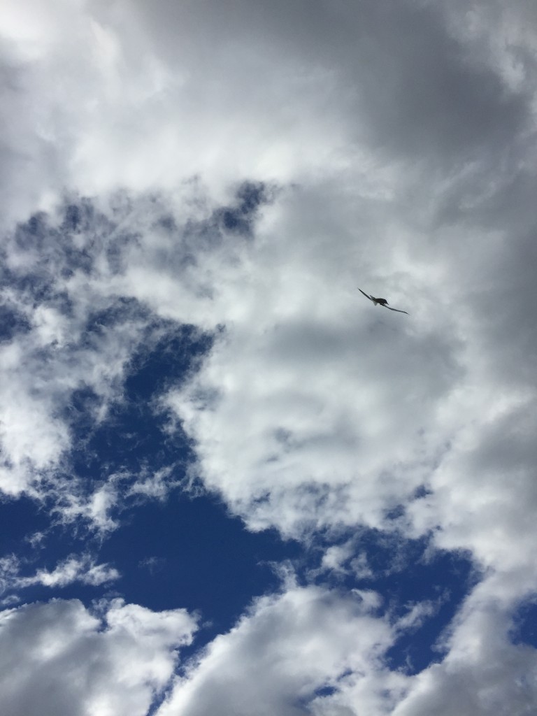 Like a #seagull soaring high in the #sky
