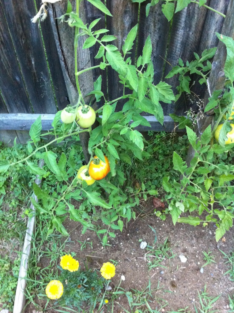 GO-Cottage gardening gloves tomatoes