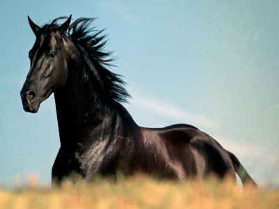 Lake Placid Horse show Black Stallion