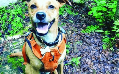 Lake Placid Dog-Friendly Guide: Trails, Swim Spots & Cottages