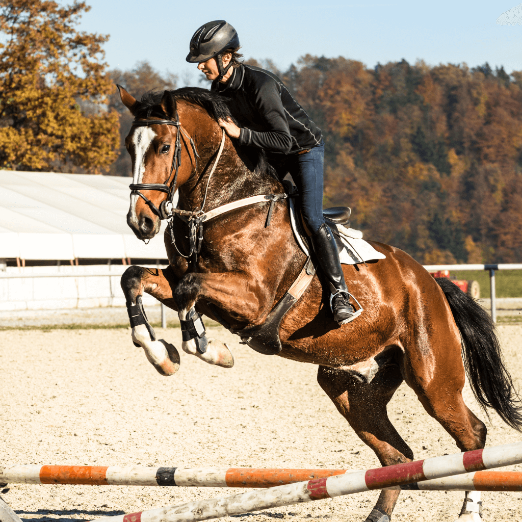 Horse Show 