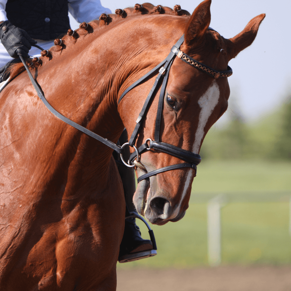 Horse Show