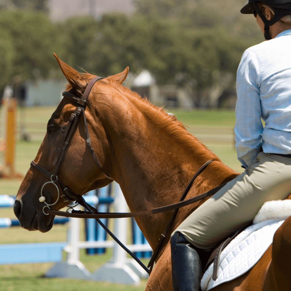 Get Ready For The Lake Placid Horse Show Go Cottage