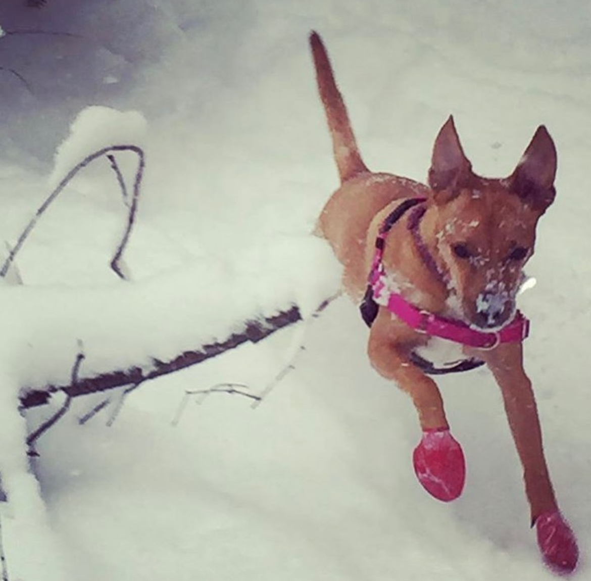 Lulu_IMG_7247.webp Lulu is discovering hidden gems near her favorite Lake Placid vacation rental running in the snow with red booties Heny's Woods in Lake Placid, NY