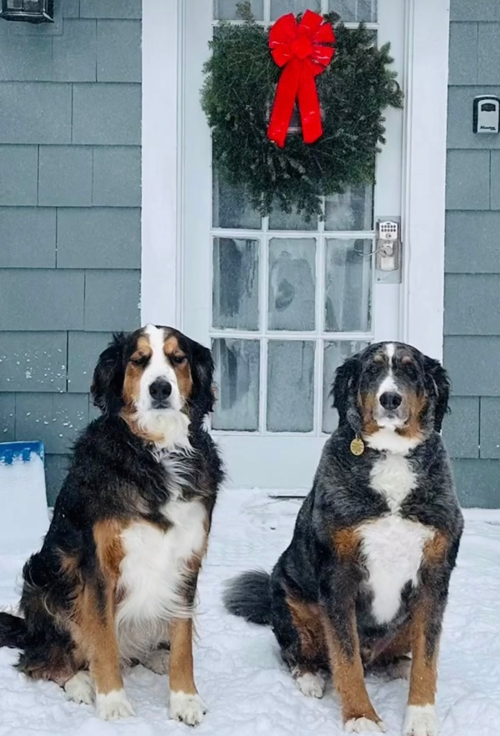 Dogs enjoying our fenced in yard — part of GO-Cottage's Lake Placid dog-friendly guide